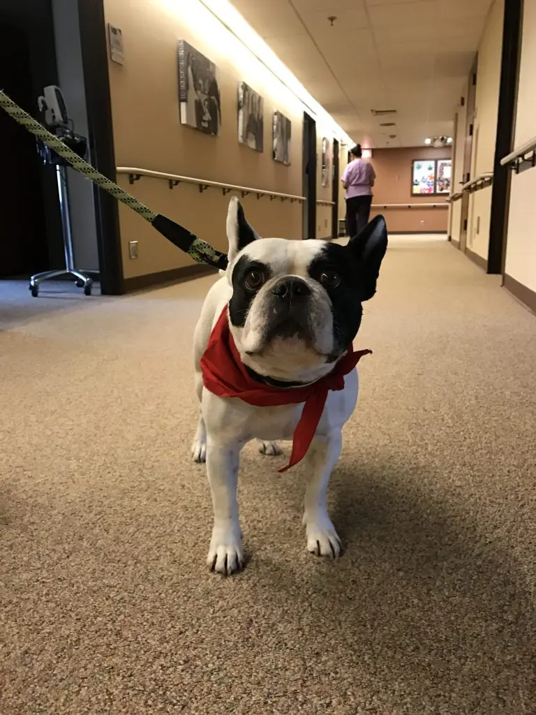 Bubba, the therapy dog, standing in the hallway wearing his red bandana.