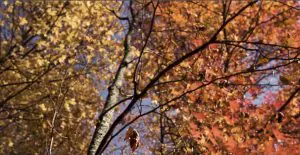 Screenshot - Our Lady of Peace Looking up into an Autumn tree full of golden yellow and orange leaves