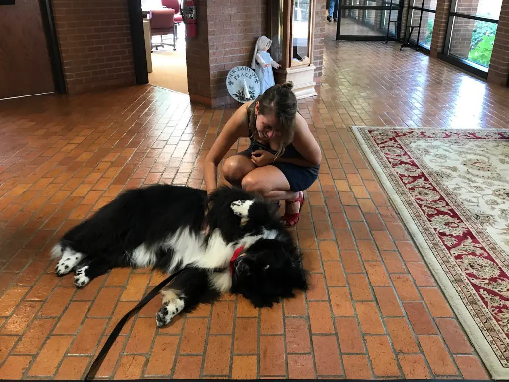 Josie, a therapy dog, laying on the brick floor to get belly rubs from a visitor. Josie is a large black and white Newfoundland
