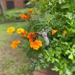 Monarch butterflies sitting on bright orange and yellow flowers with an angel statue in the background