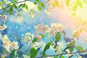 Blossoming jasmine bush at sunset - Our Lady of Peace Blooming white jasmine bush with the sun shining on them.