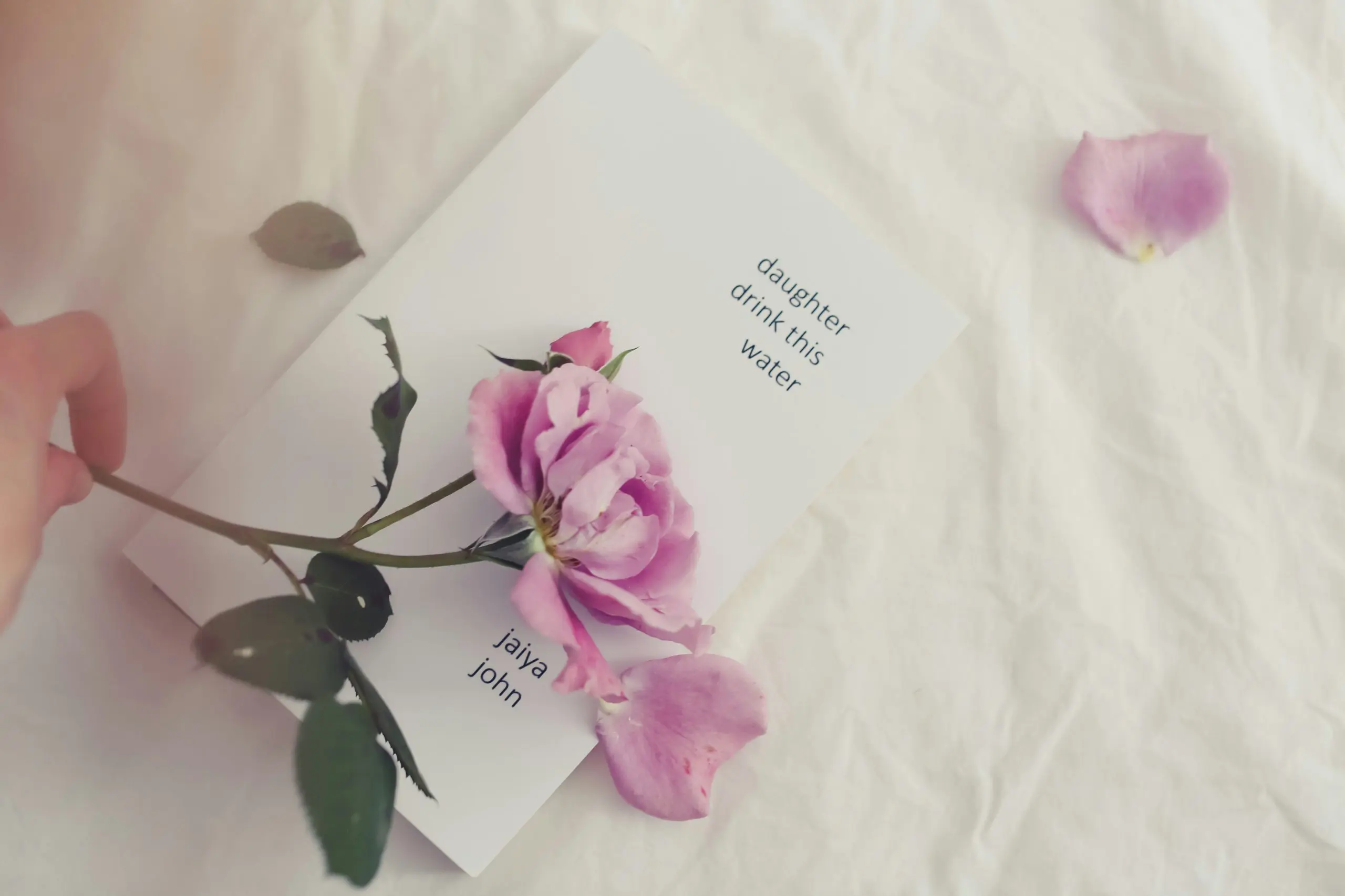 pink flower with loose pedals laying on a white card