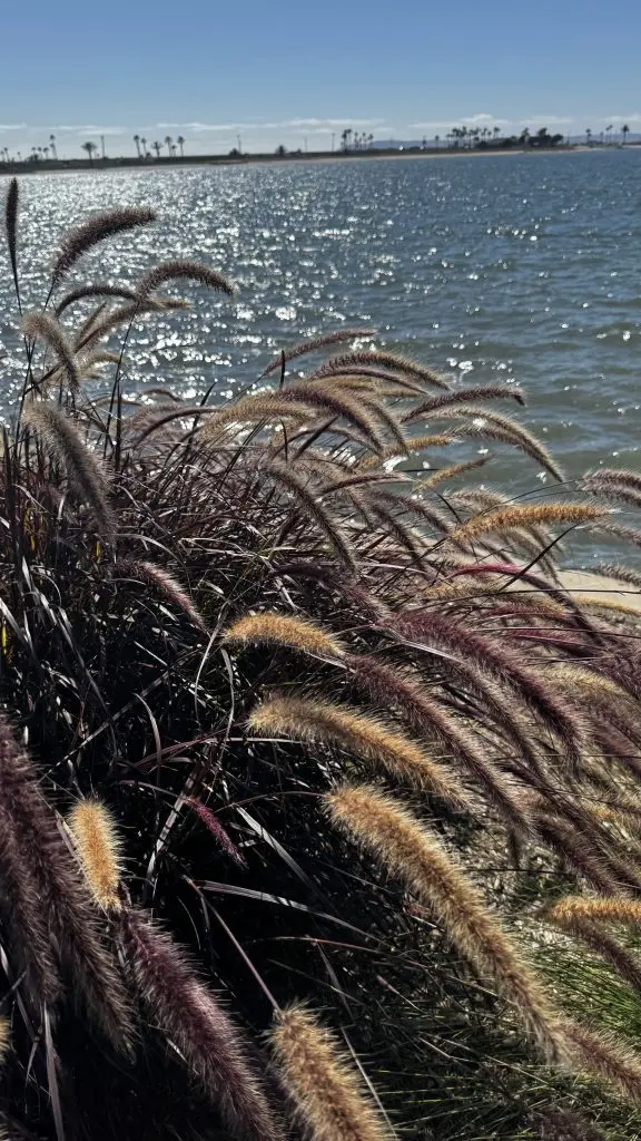 Pussy willows blowing by the water - Our Lady of Peace