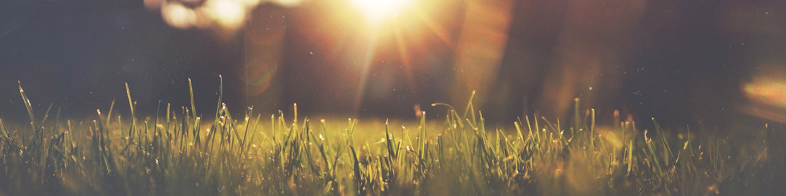 Summer grass with sunlight