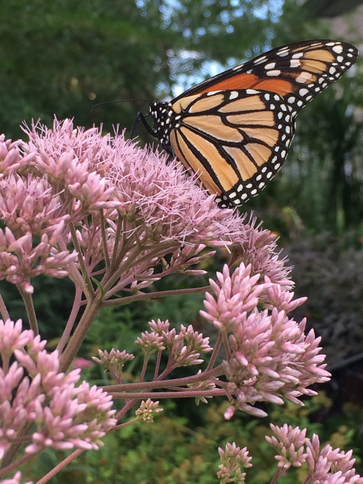 Host And Protect Monarch Butterflies Our Lady Of Peace