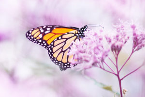 A monarch butterfly symbolizes memorial of loved ones