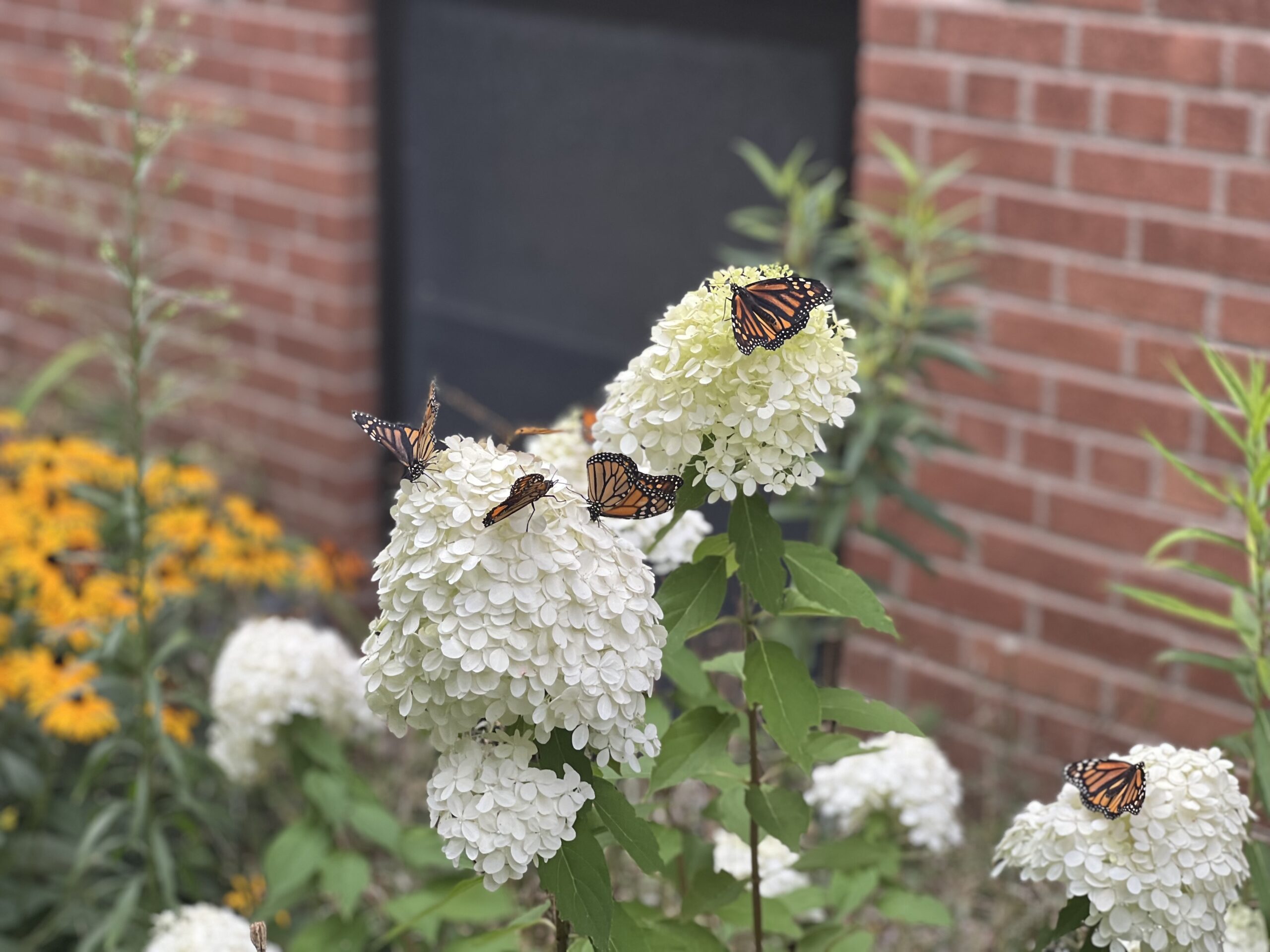 Several Monarch Butterflies on white flowers eating with a yellow black eye susans in the background