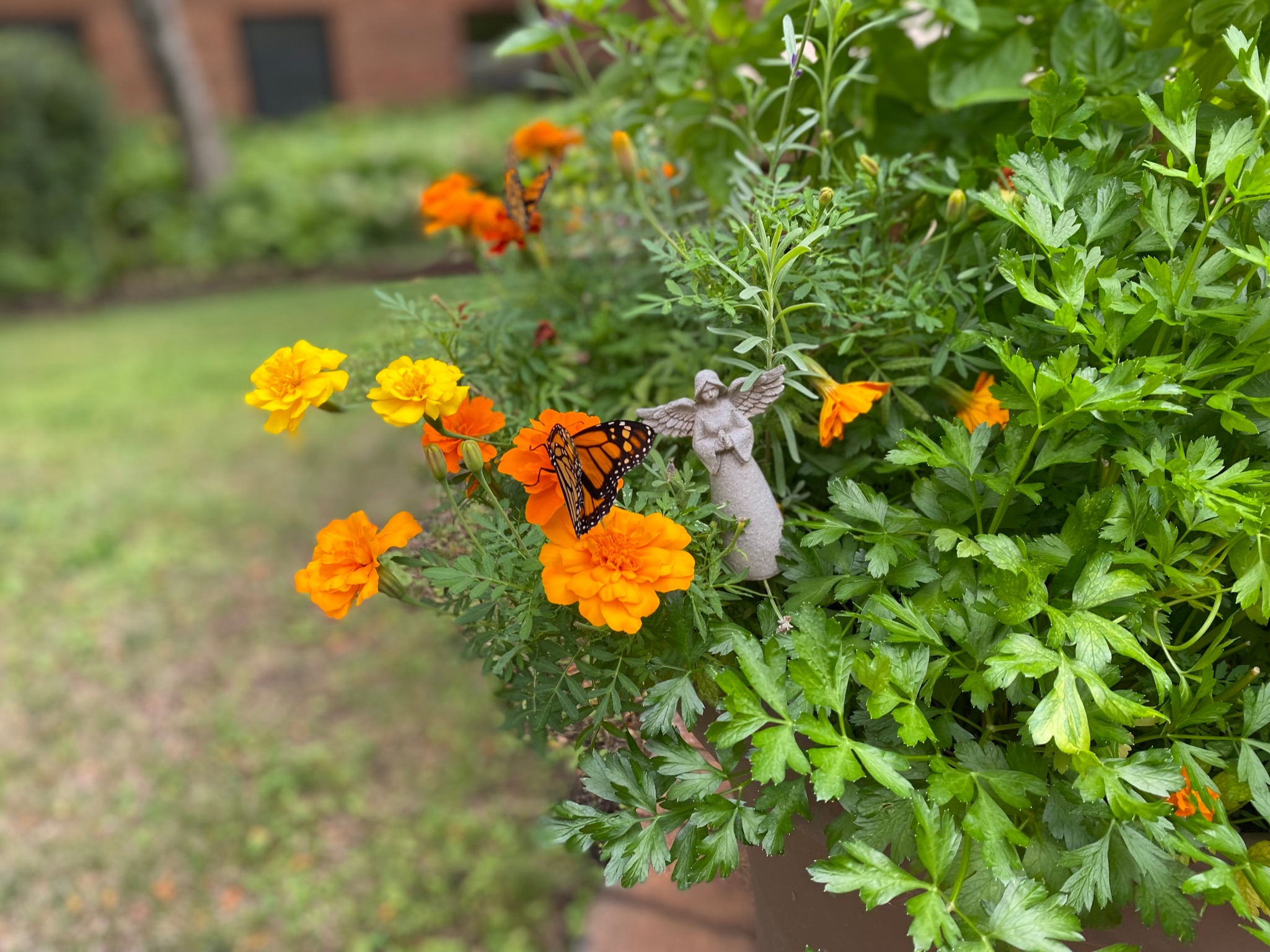 Monarch butterflies sitting on bright orange and yellow flowers with an angel statue in the background
