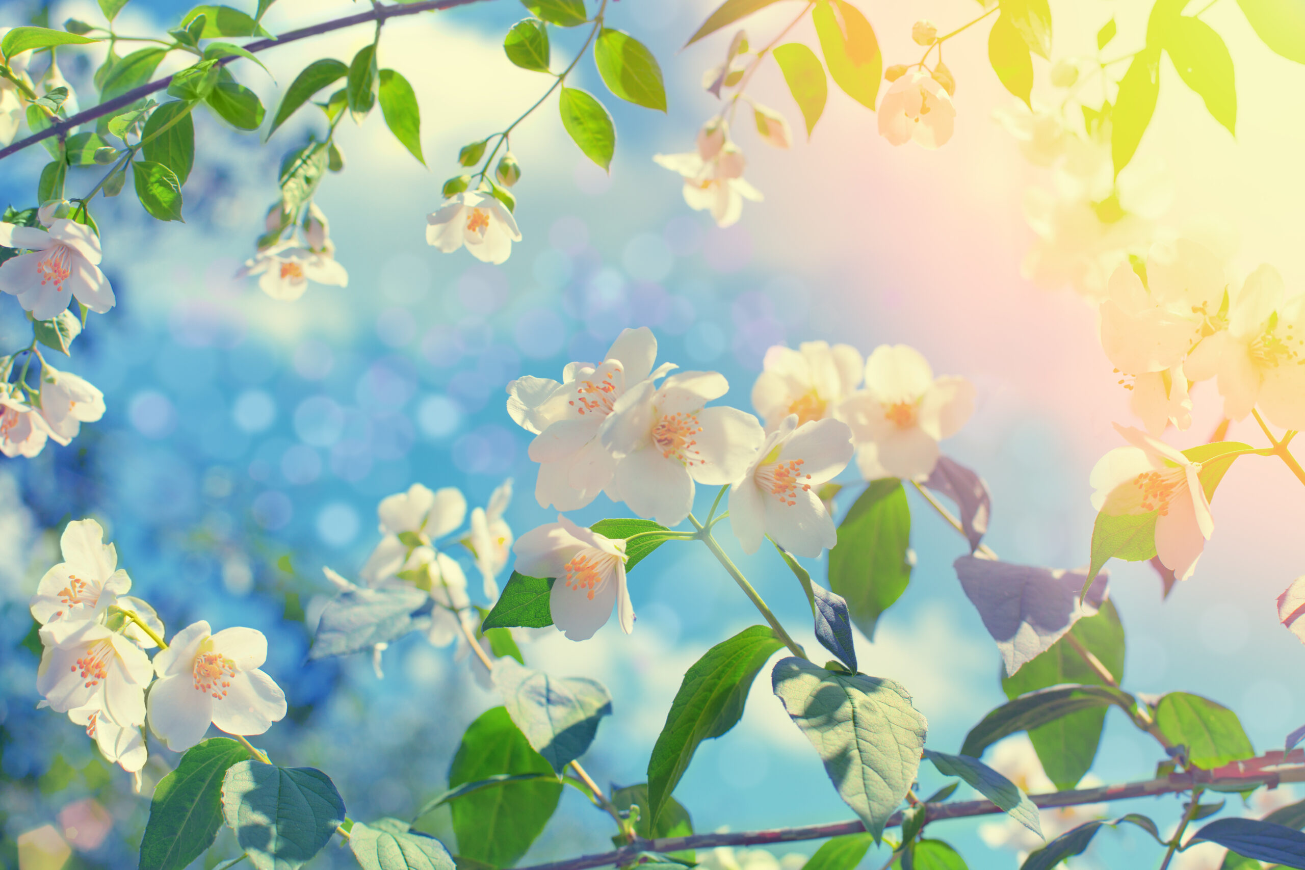 Blooming white jasmine bush with the sun shining on them.