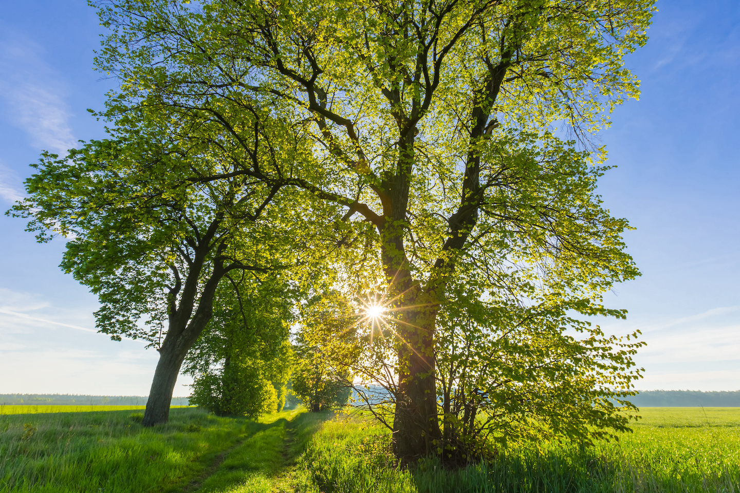 Sun peaking through the green leaves of a treen in the plains