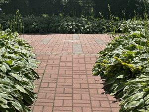 Picture of brick pathways surrounded by green, full hostas